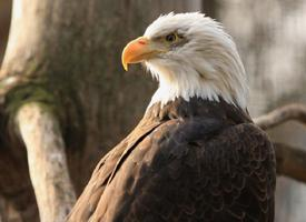 Fotó: Bald eagle