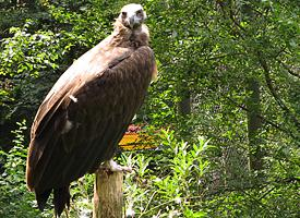 Fotó: Cinereous vulture