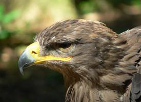 Fotó: Steppe eagle