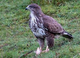 Fotó: Common buzzard