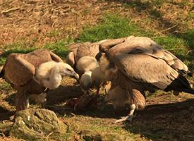 Fotó: Eurasian griffon vulture