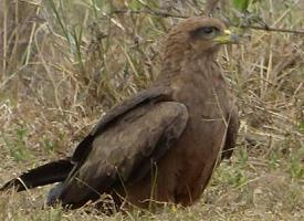 Fotó: Black kite