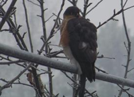 Fotó: Eurasian sparrowhawk