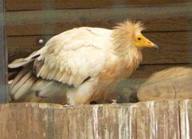 Fotó: Egyptian vulture