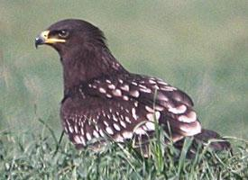 Fotó: Greater spotted eagle