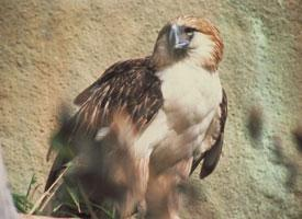 Fotó: Philippine eagle