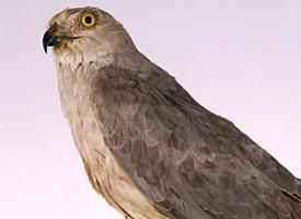 Fotó: Pallid harrier