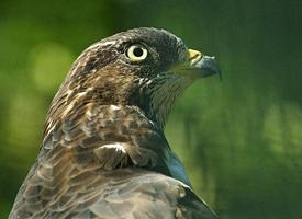 Fotó: European honey buzzard