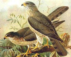 Fotó: Levant sparrowhawk