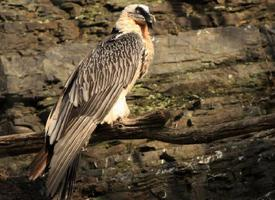 Fotó: Bearded vulture