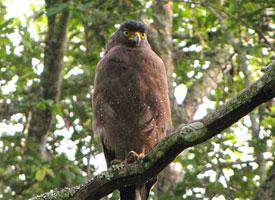 Fotó: Sulawesi serpent eagle