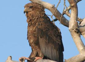 Fotó: Bateleur