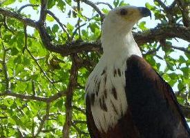 Fotó: African fish eagle