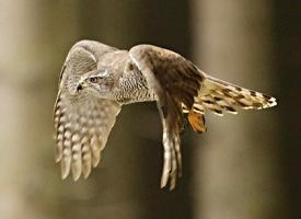 Fotó: Eurasian goshawk