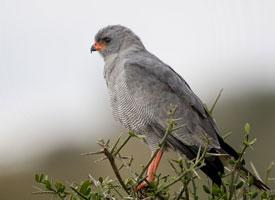 Fotó: Dark chanting goshawk