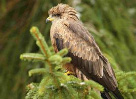 Fotó: Red kite