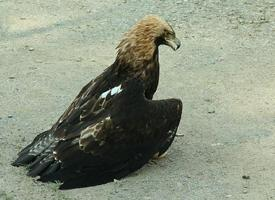 Fotó: Eastern imperial eagle