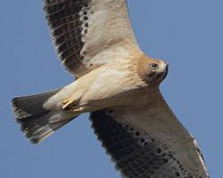 Fotó: Booted eagle