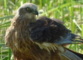 Fotó: Western marsh harrier