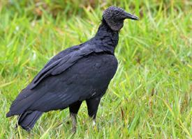 Fotó: Black vulture