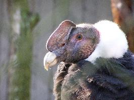 Fotó: Andean condor