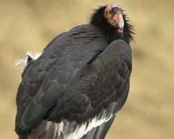 Fotó: California condor