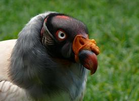 Fotó: King vulture