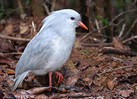 Fotó: Kagu