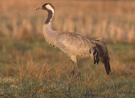 Fotó: Common crane