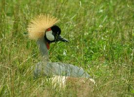 Fotó: Grey crowned crane