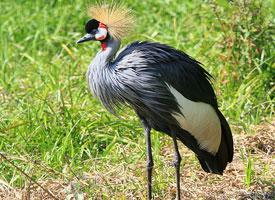 Fotó: Black crowned crane