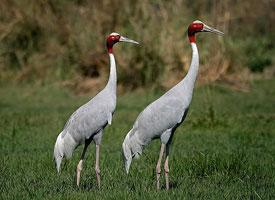 Fotó: Sarus crane