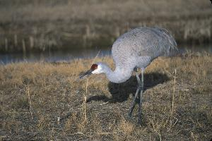 Fotó: Sandhill crane