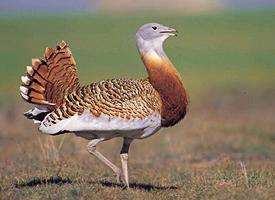 Fotó: Great bustard