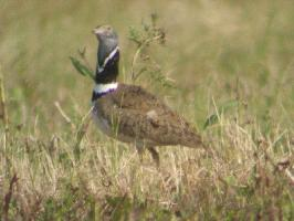 Fotó: Little bustard