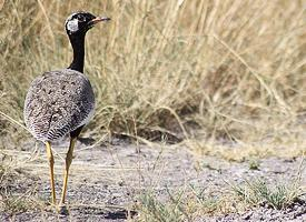 Fotó: Northern black korhaan