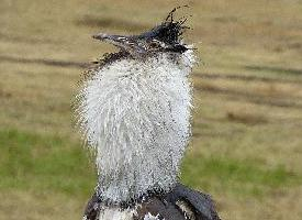 Fotó: Kori bustard