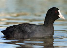 Fotó: Eurasian coot