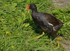 Fotó: Common moorhen