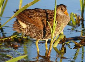 Fotó: Spotted crake