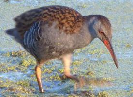 Fotó: Water rail