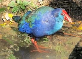 Fotó: Western swamphen