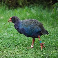 Fotó: North island takahē