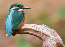 Fotó: Common kingfisher