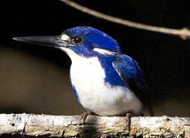 Fotó: Little kingfisher