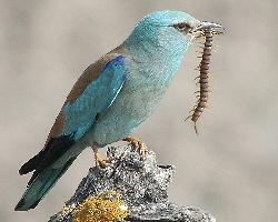 Fotó: European roller