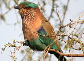 Fotó: Indian roller