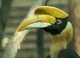 Fotó: Great hornbill