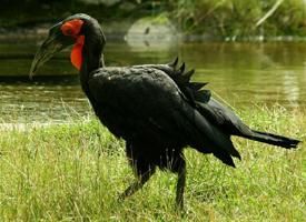 Fotó: Southern ground hornbill