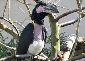 Fotó: Trumpeter hornbill